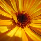 Calendula 1