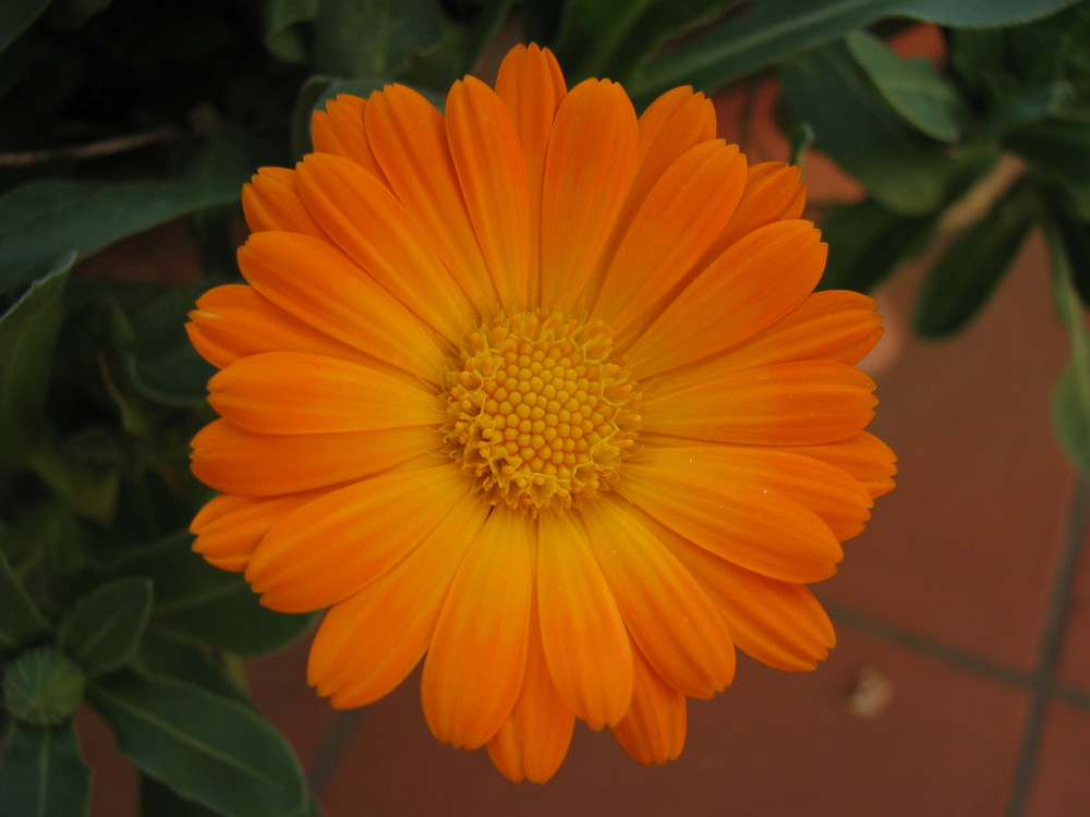 Calendula (1)  (Calendula officinalis, Asteraceae)