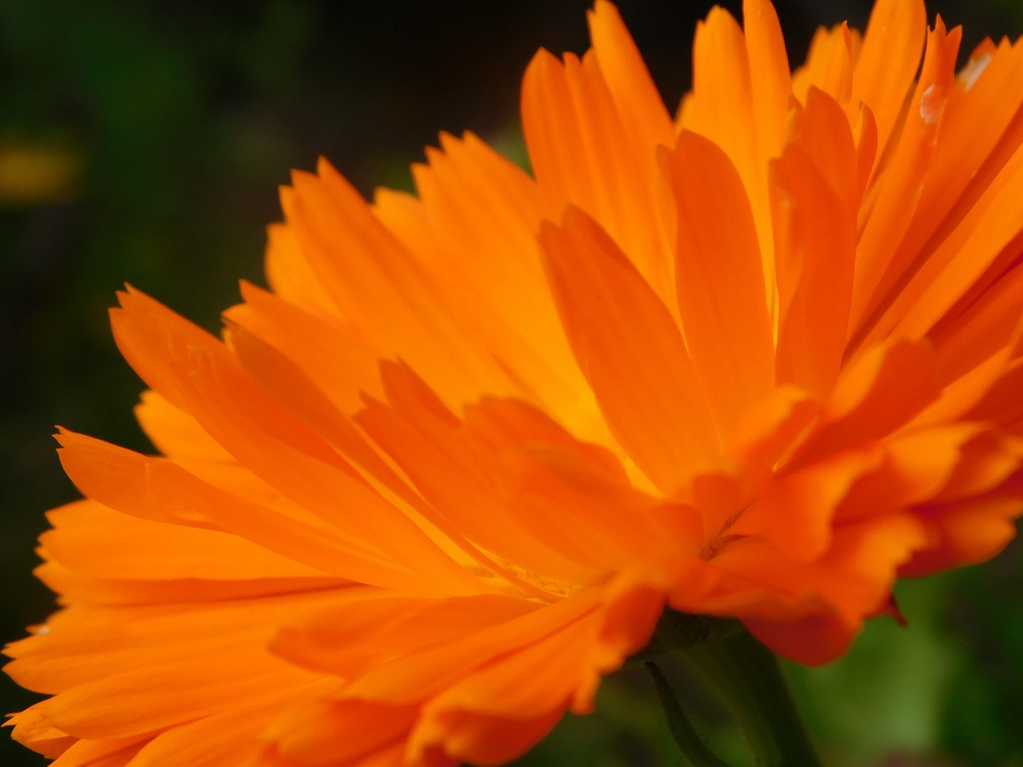 Calendula