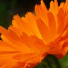 Calendula