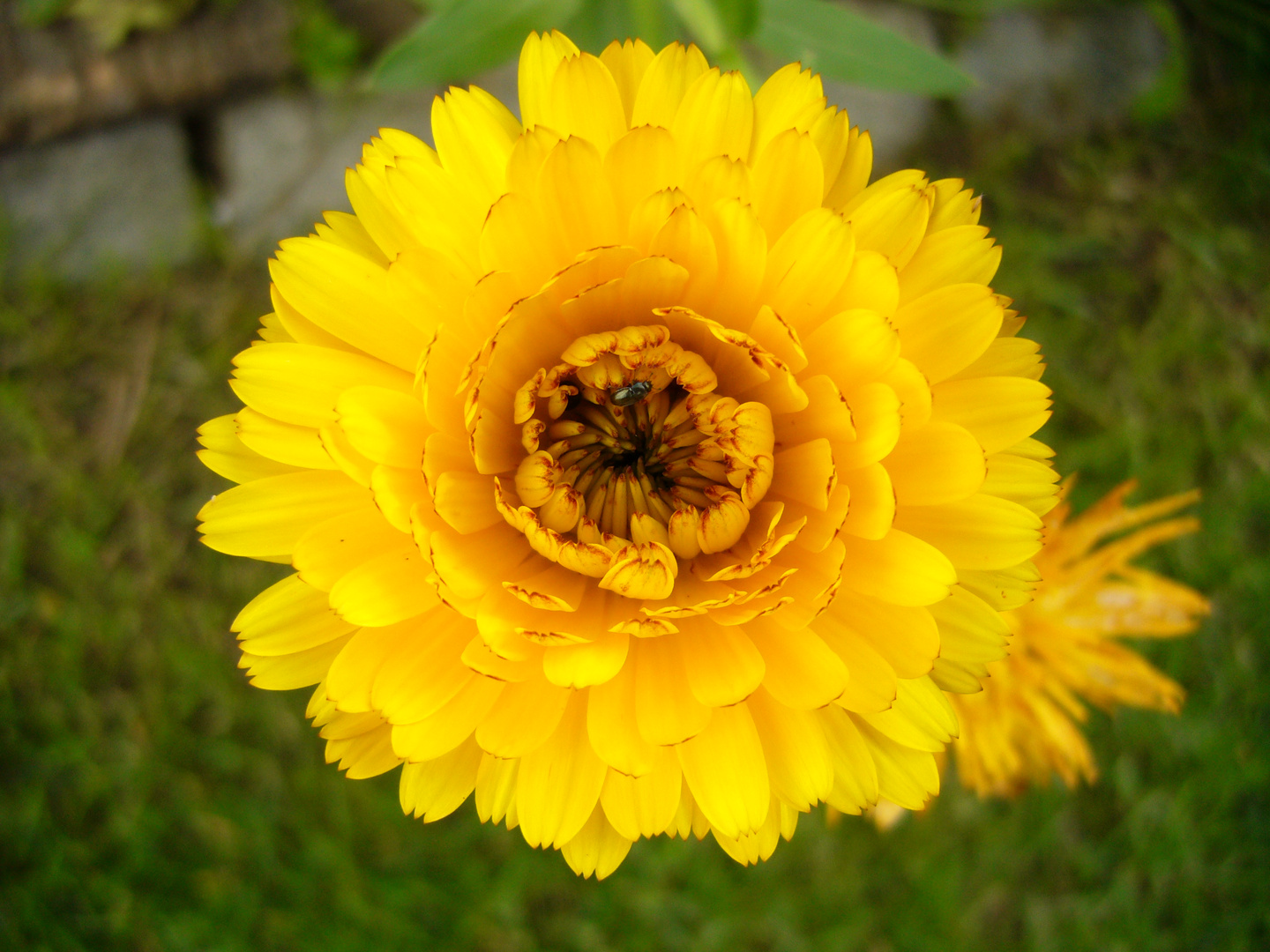 Calendula