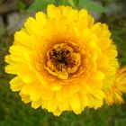 Calendula