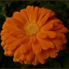 .....CaLEnDuLa