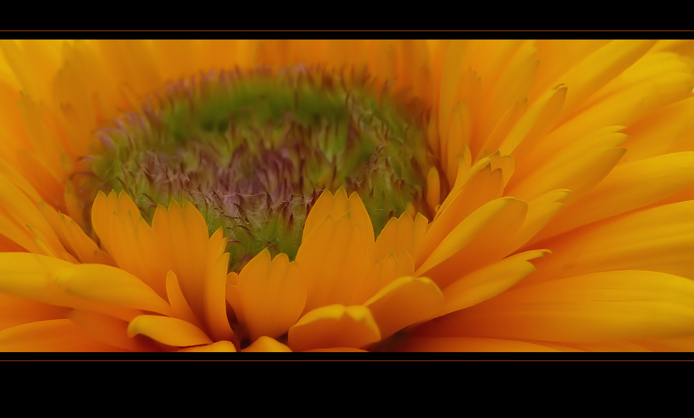 . calendula .