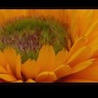 . calendula .