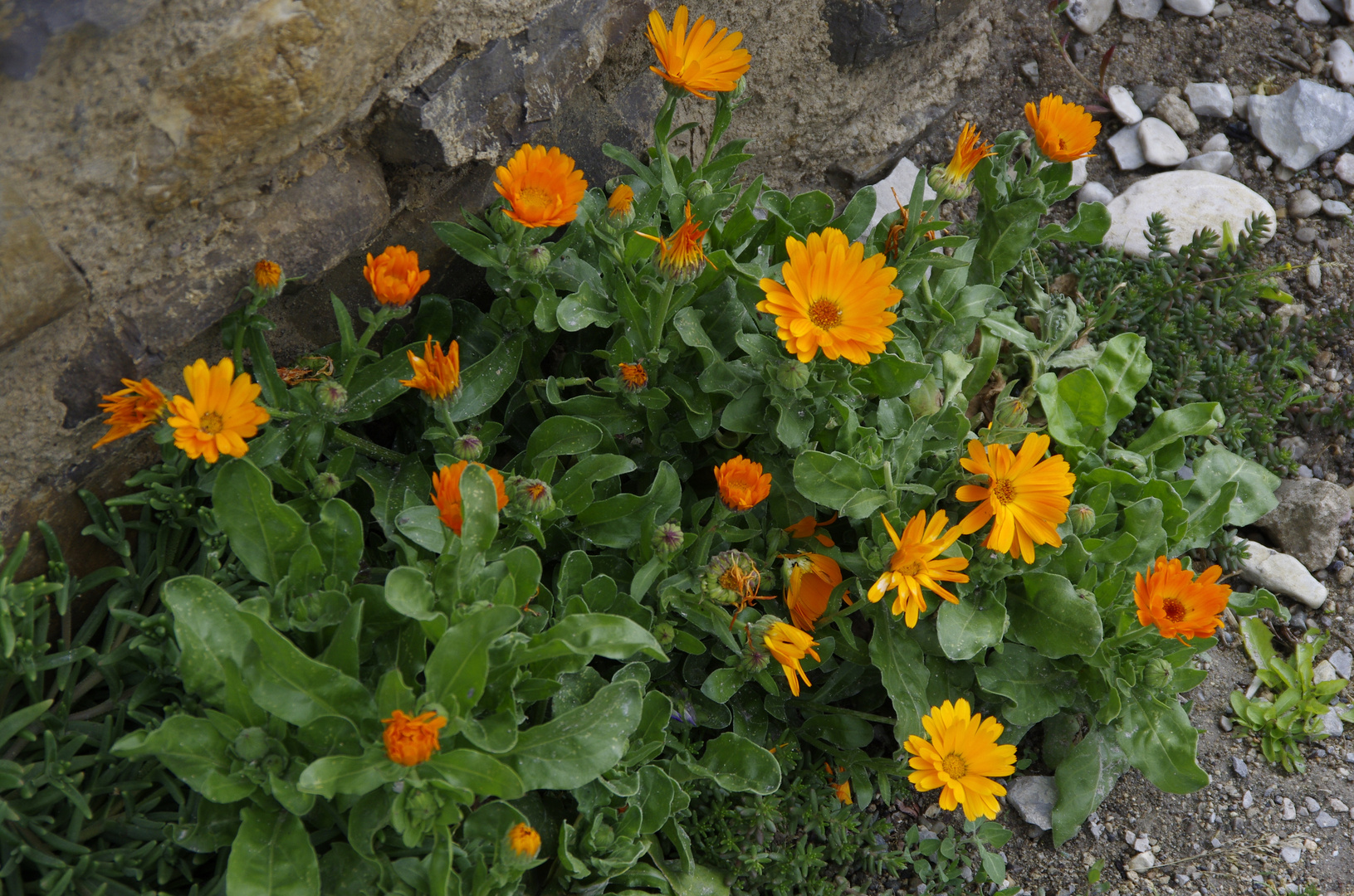 Calendula 2