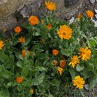 Calendula 2