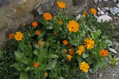 Calendula 2
