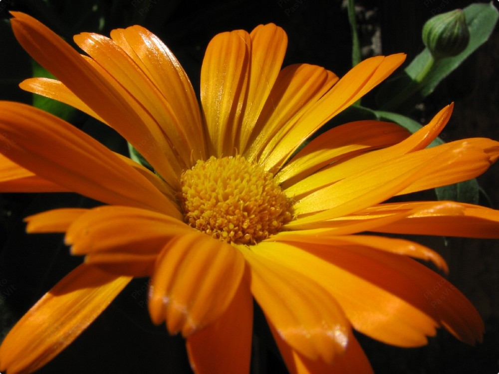 Calendula (2) (Calendula officinalis, Asteraceae)