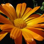 Calendula (2) (Calendula officinalis, Asteraceae)