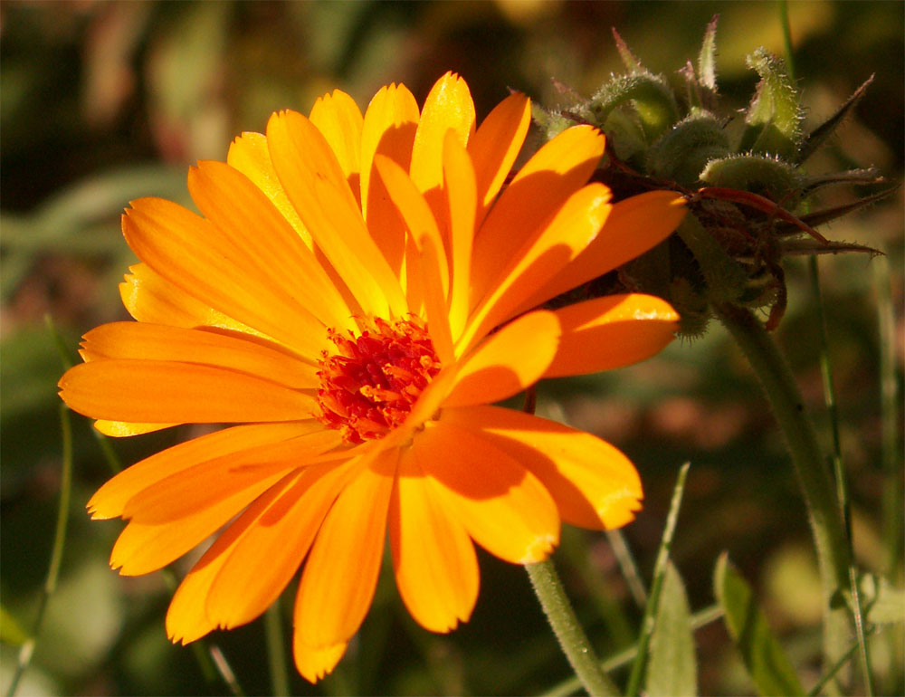 Calendula