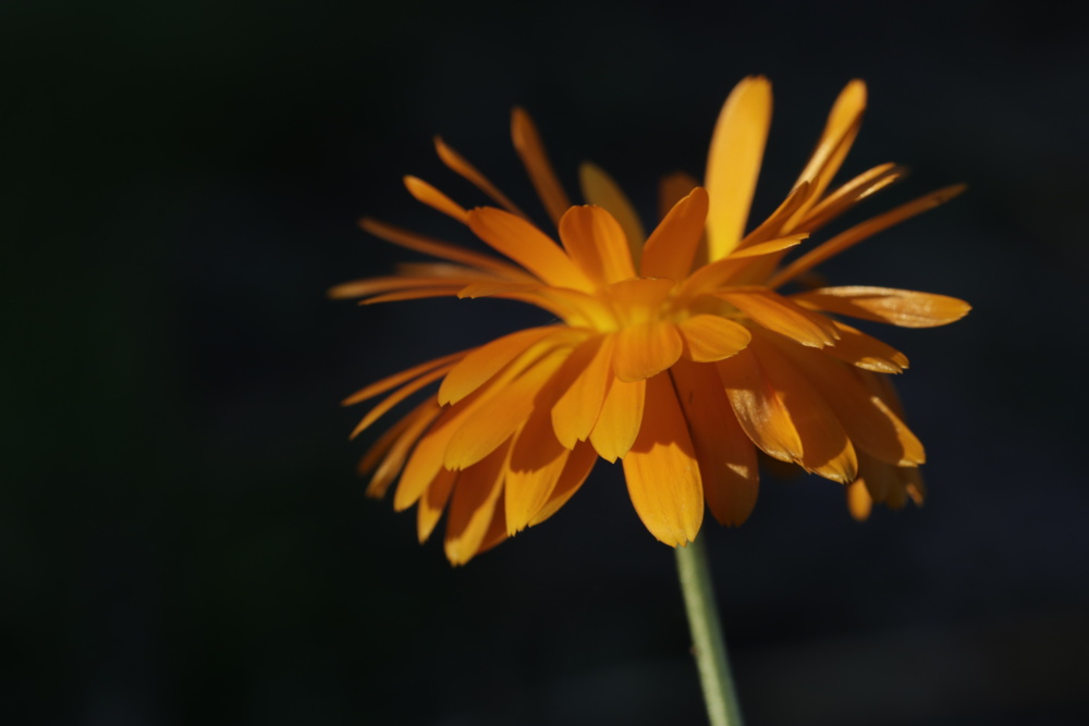 Calendula