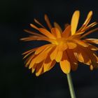 Calendula