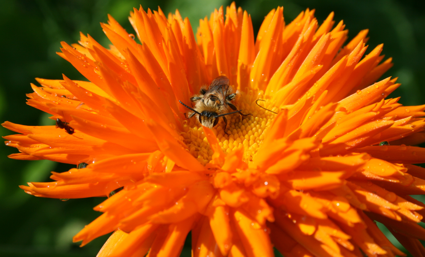 Calendula