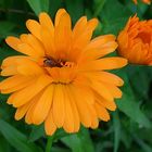 Calendula