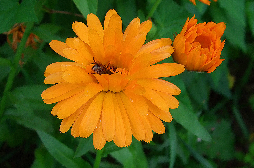 Calendula