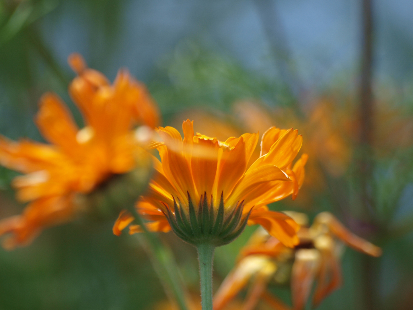 Calendula