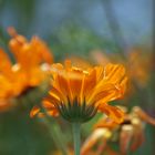 Calendula