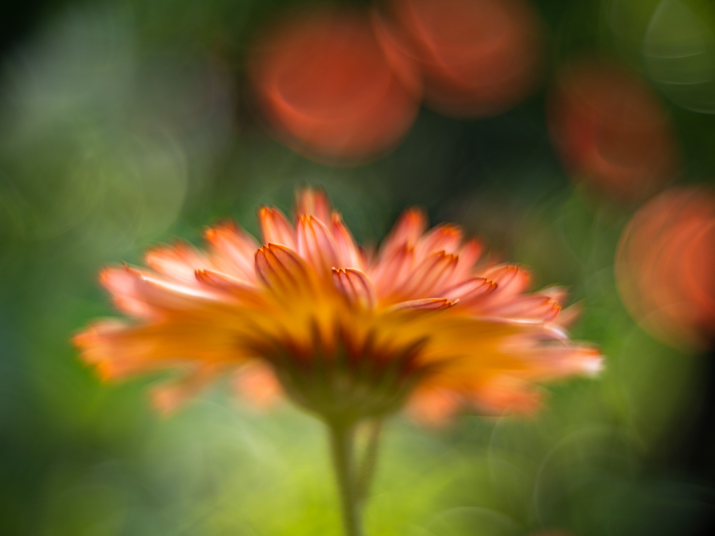 Calendula