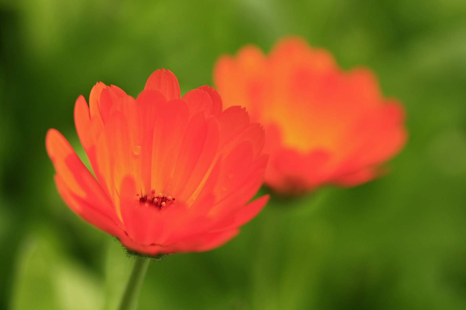 Calendula