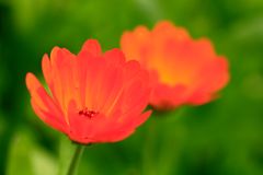 Calendula