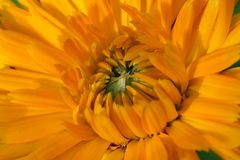 Calendula