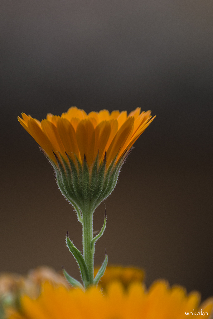 Calendula