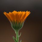 Calendula