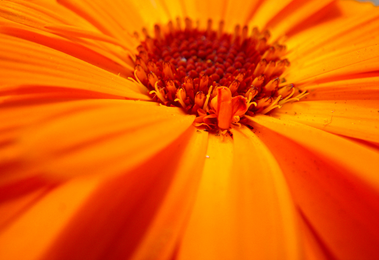 Calendula