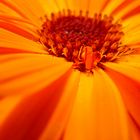 Calendula