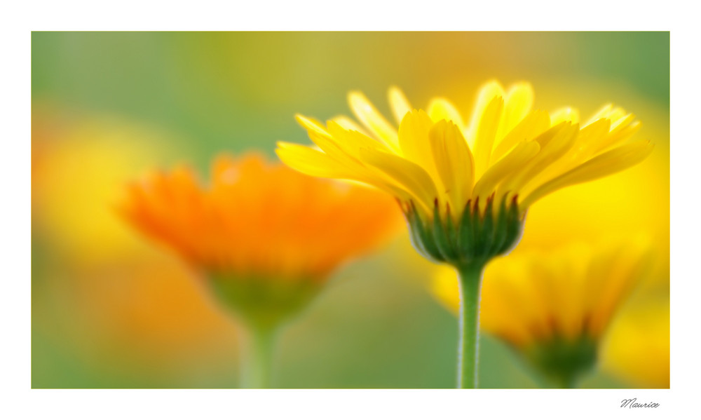 Calendula