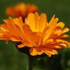 Calendula