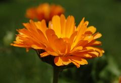 Calendula