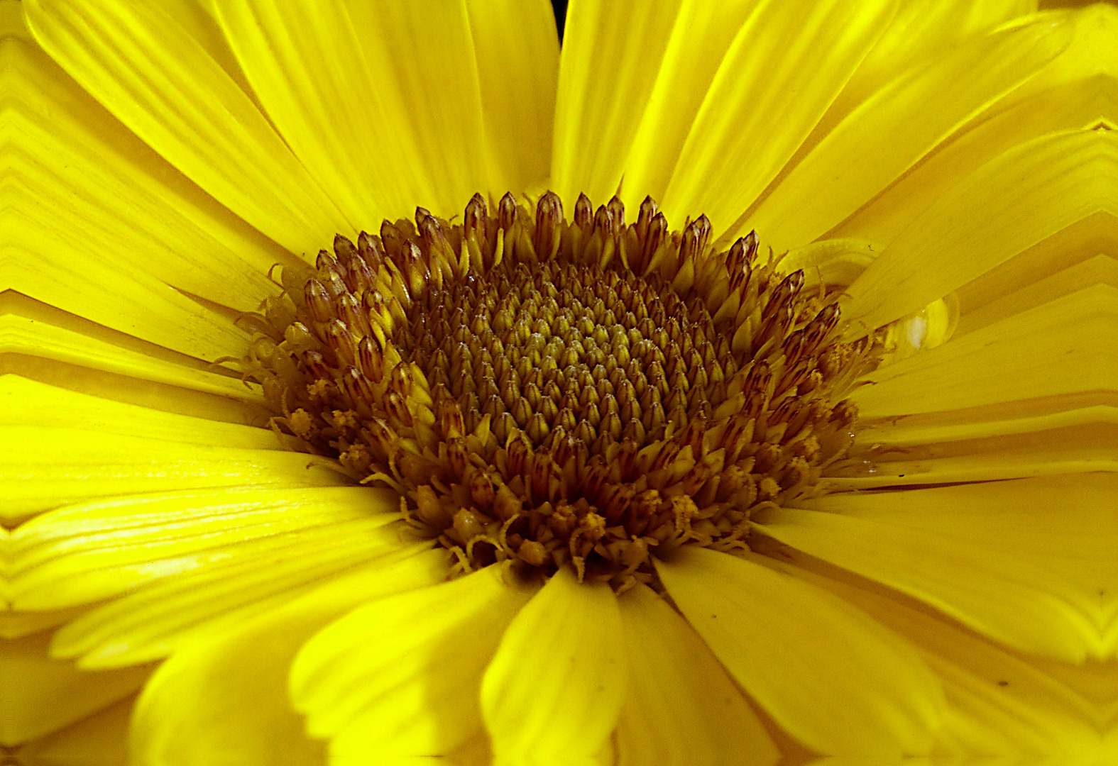 Calendula