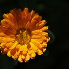 Calendula