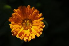 Calendula