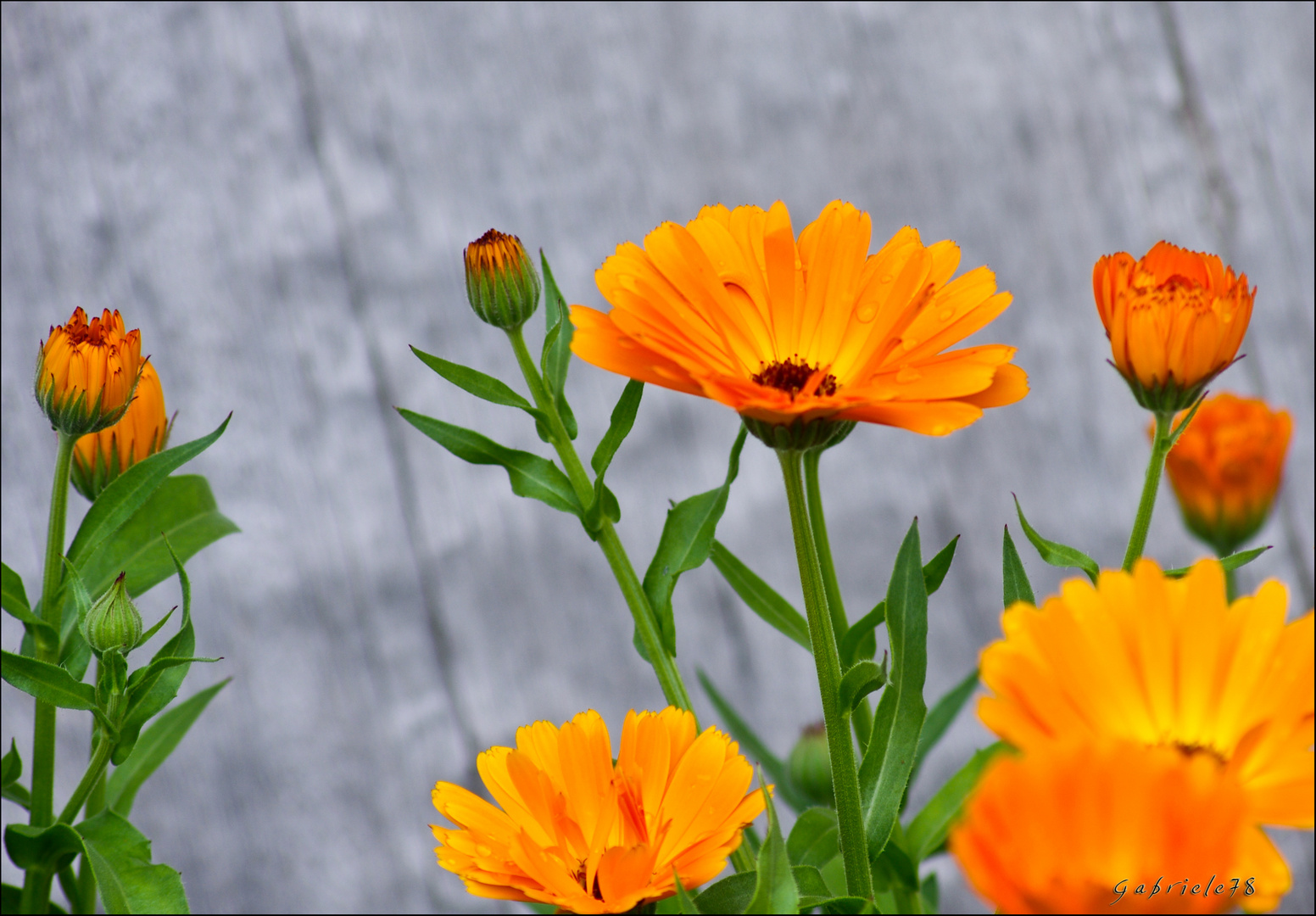 Calendula