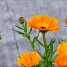 Calendula