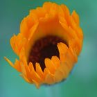 calendula