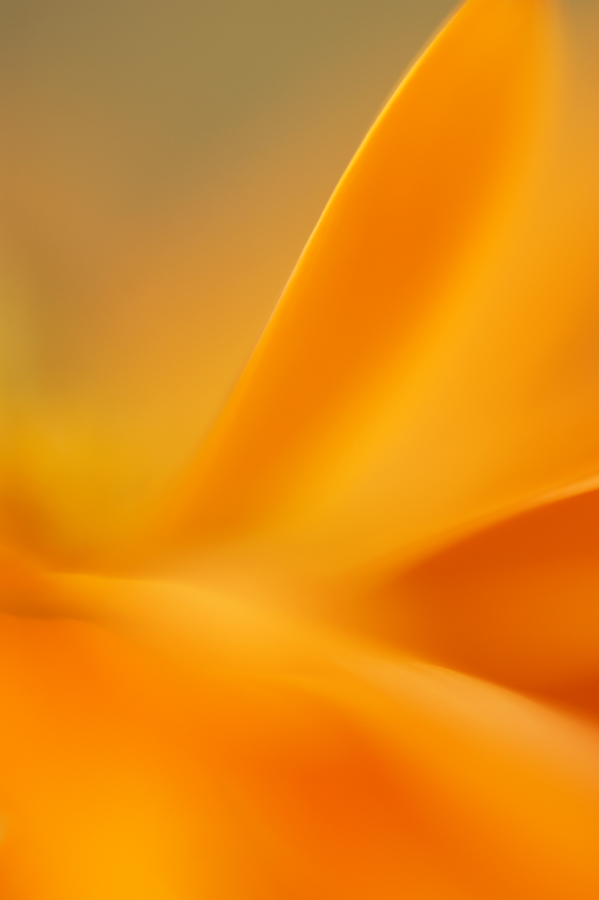 Calendula