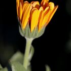 Calendula