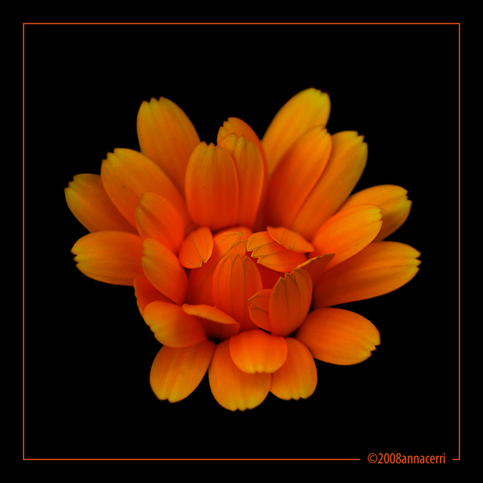 Calendula