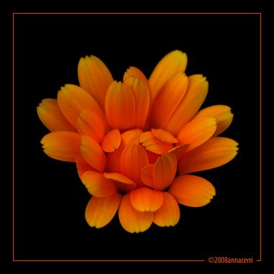 Calendula