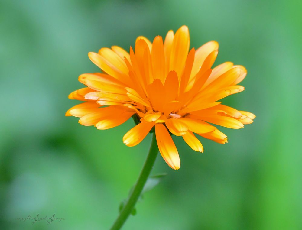 Calendula