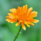 Calendula