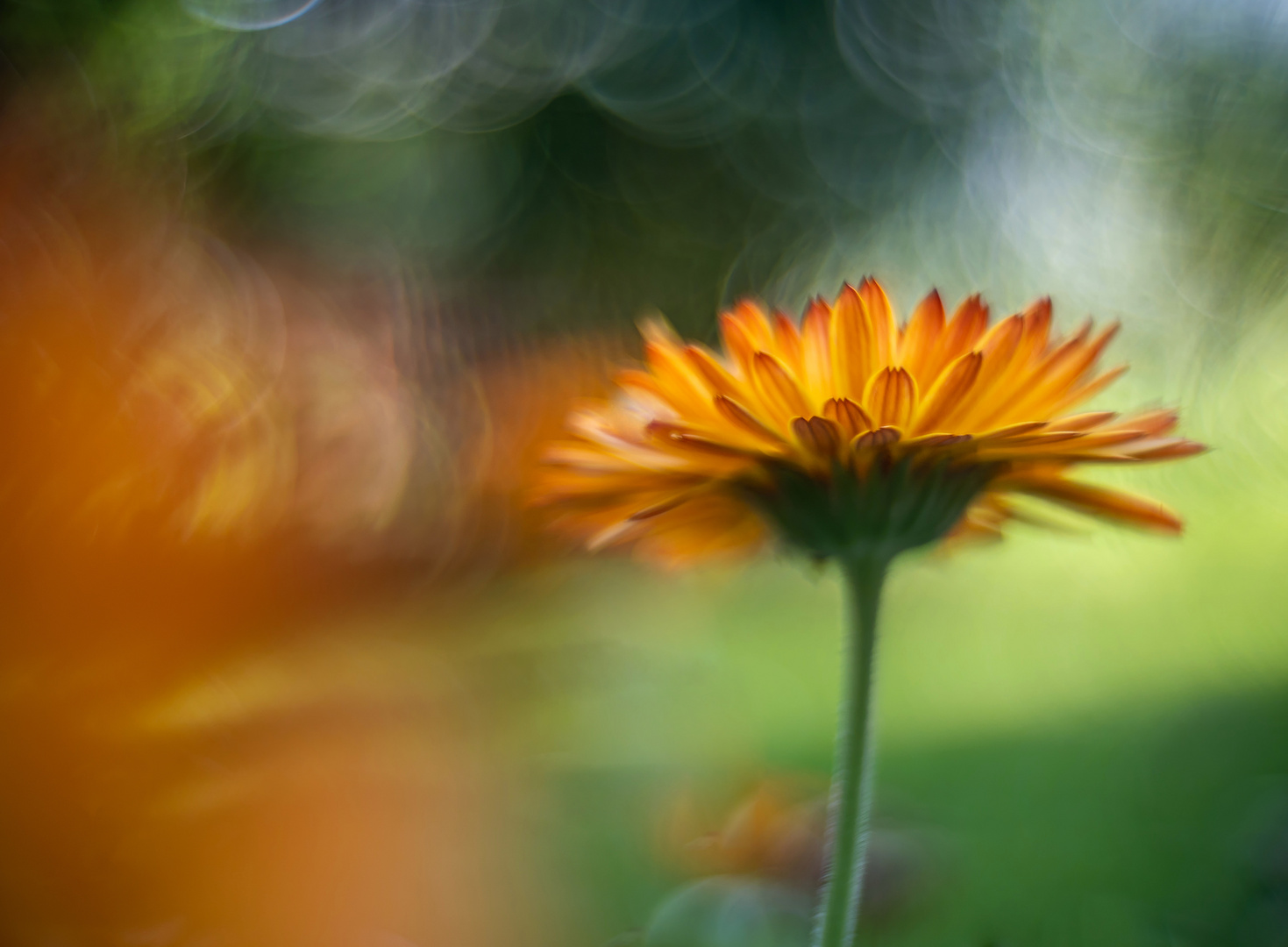 Calendula