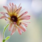 Calendula