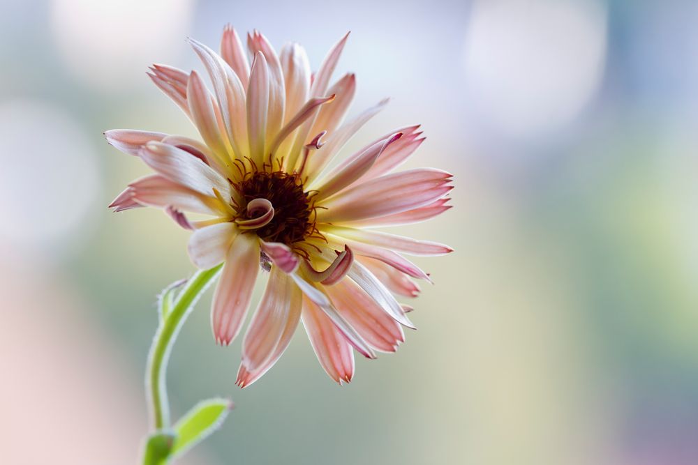 Calendula