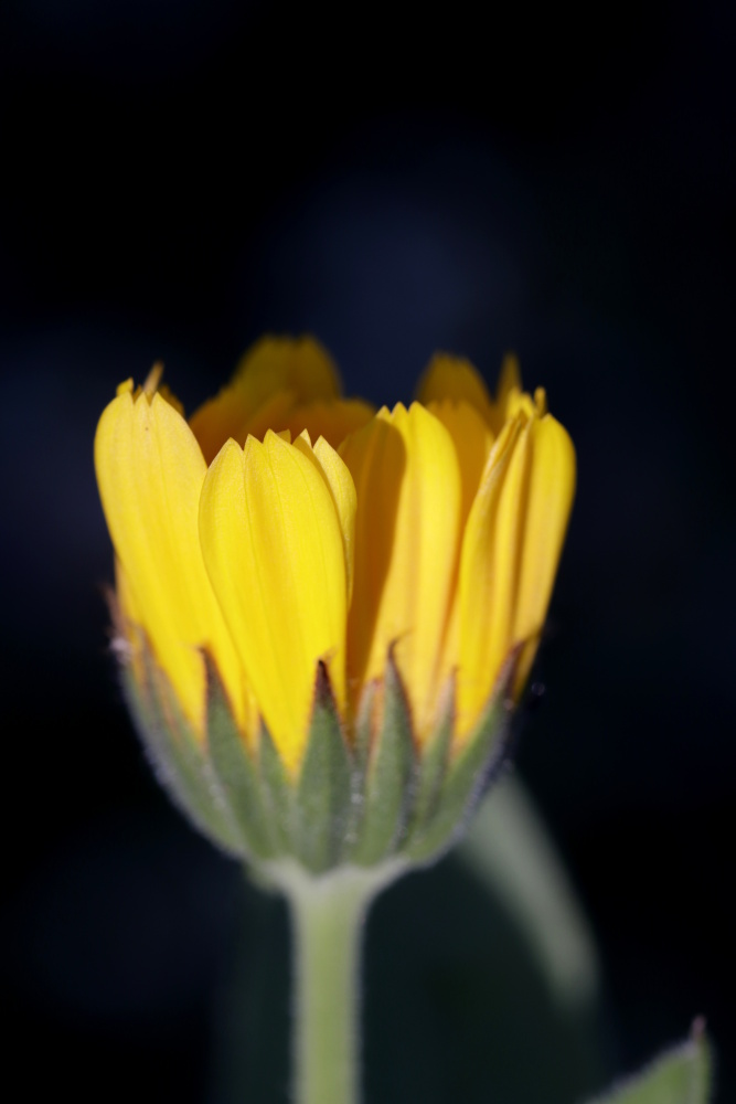 Calendula