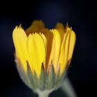 Calendula